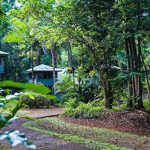 Ferntree Rainforest Cape Tribulation